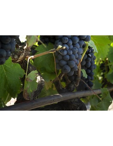 ALA GOCCIOLANTE IRRITEC NOCE  MT.50