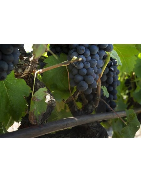 ALA GOCCIOLANTE IRRITEC NOCE  MT.50