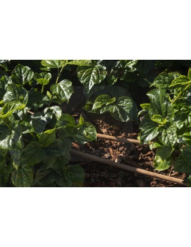 ALA GOCCIOLANTE IRRITEC NOCE  MT.50