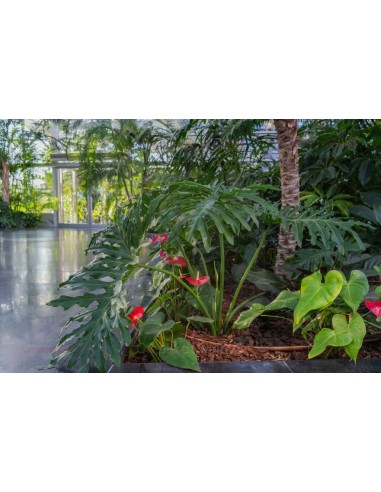 ALA GOCCIOLANTE IRRITEC NOCE  MT.50