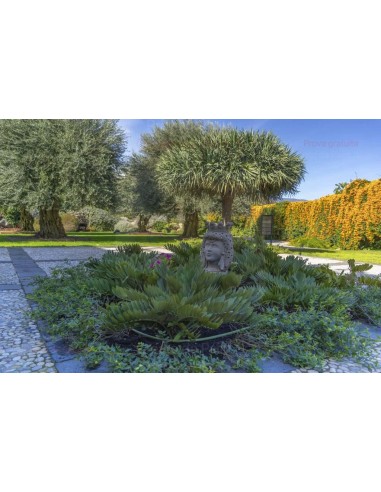 ALA GOCCIOLANTE IRRITEC BAMBU' MT.50