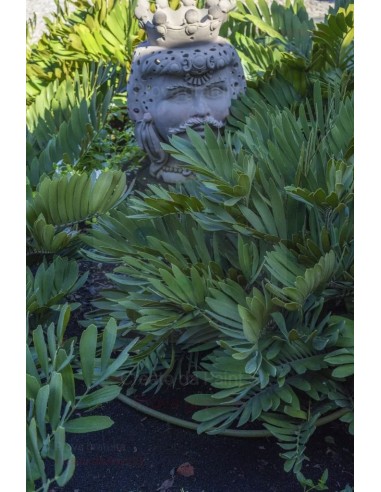 ALA GOCCIOLANTE IRRITEC BAMBU' MT.50