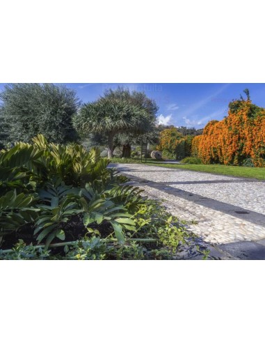 ALA GOCCIOLANTE IRRITEC BAMBU' MT.50