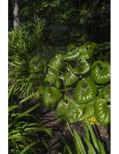 ALA GOCCIOLANTE IRRITEC BAMBU' MT.50