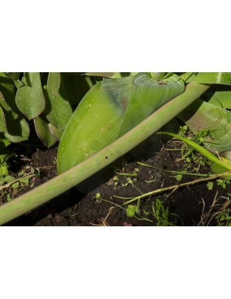 ALA GOCCIOLANTE IRRITEC BAMBU' MT.50