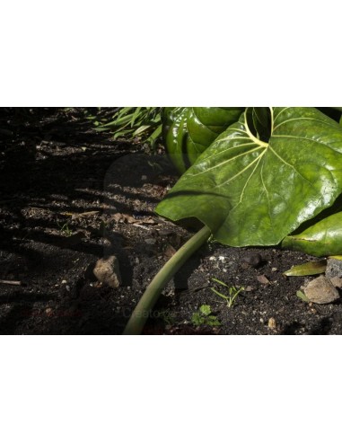 ALA GOCCIOLANTE IRRITEC BAMBU' MT.50