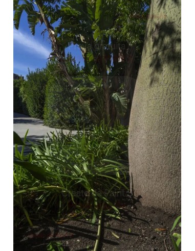 ALA GOCCIOLANTE IRRITEC BAMBU' MT.50