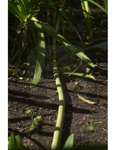 ALA GOCCIOLANTE IRRITEC BAMBU' MT.50