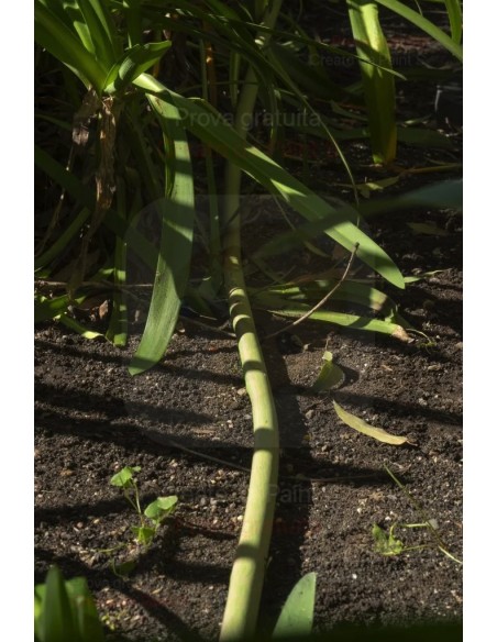 ALA GOCCIOLANTE IRRITEC BAMBU' MT.50