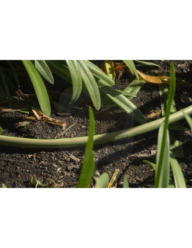 ALA GOCCIOLANTE IRRITEC BAMBU' MT.50