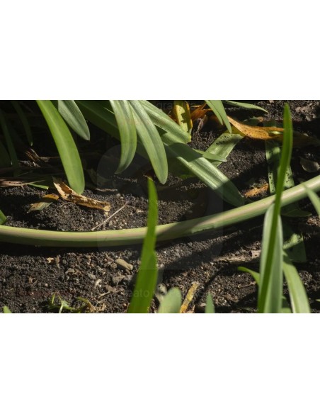 ALA GOCCIOLANTE IRRITEC BAMBU' MT.50