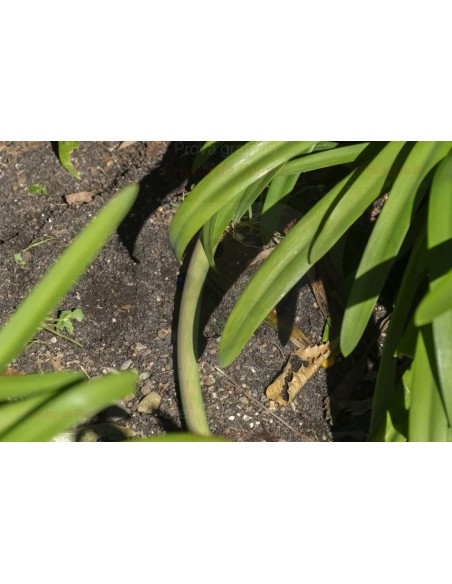 ALA GOCCIOLANTE IRRITEC BAMBU' MT.50