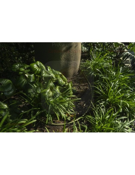 ALA GOCCIOLANTE IRRITEC BAMBU' MT.50