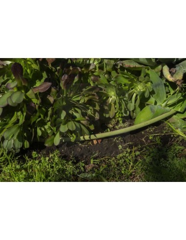 ALA GOCCIOLANTE IRRITEC BAMBU' MT.50