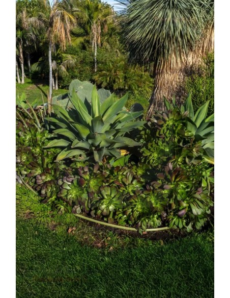 ALA GOCCIOLANTE IRRITEC BAMBU' MT.50