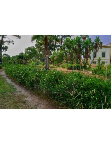 ALA GOCCIOLANTE IRRITEC BAMBU' MT.50