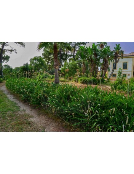 ALA GOCCIOLANTE IRRITEC BAMBU' MT.50